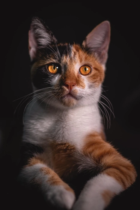 Photo portrait of a cat
