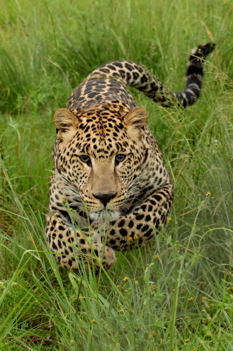 Пятнистый леопард в траве