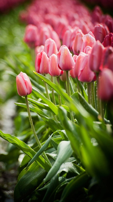 Поле розовых тюльпанов