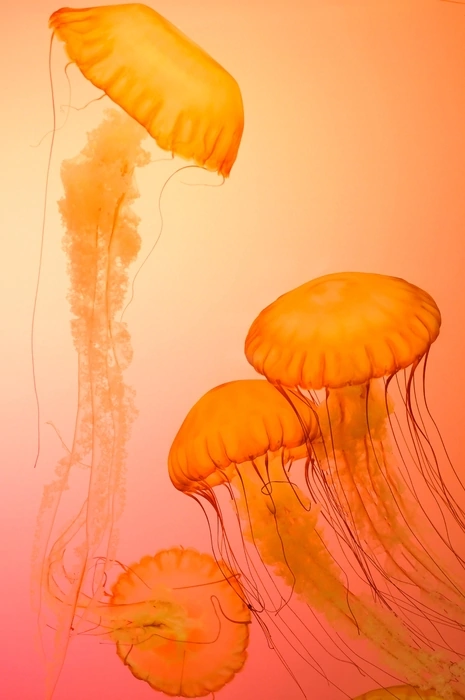 Ярко-оранжевые медузы