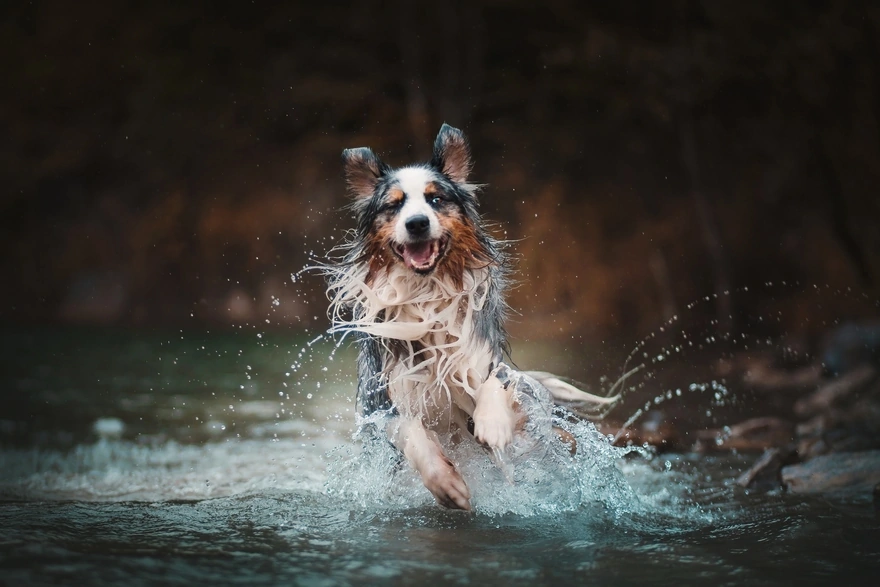 The dog runs through the water creating splashes