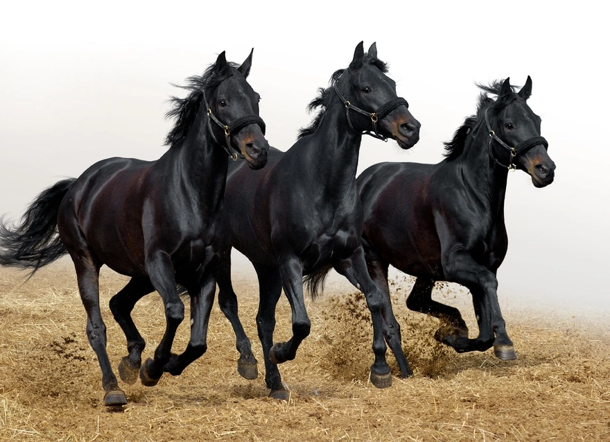 Чёрное трио лошадей