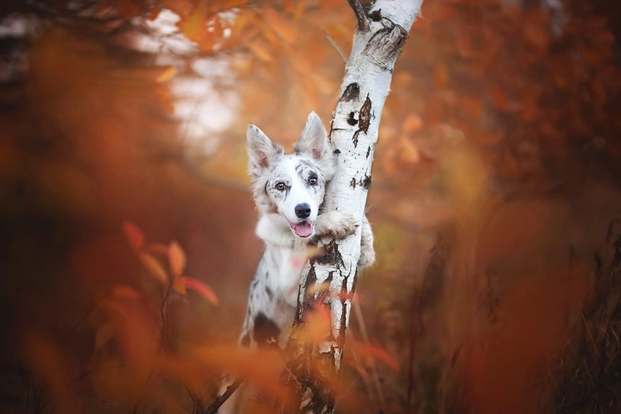 White dog with spots hugs a birch