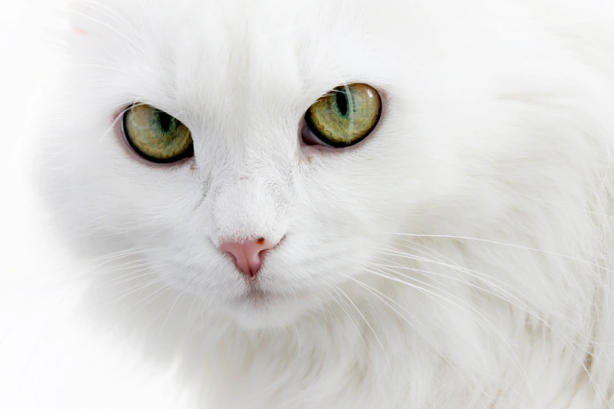 Морда белой кошки крупным планом