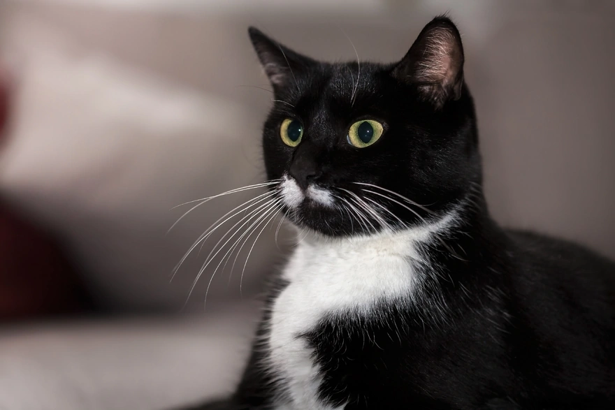Чёрно-белый кот смотрит с опаской