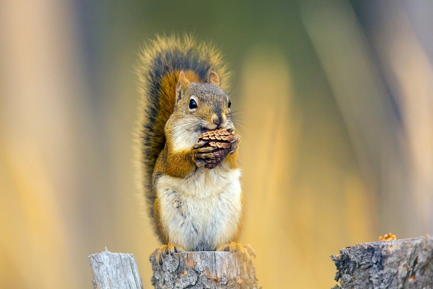 Squirrel gnawing on a pine cone