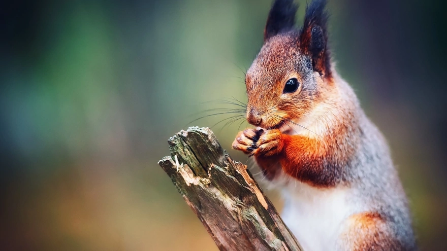 Squirrel gnaws nut