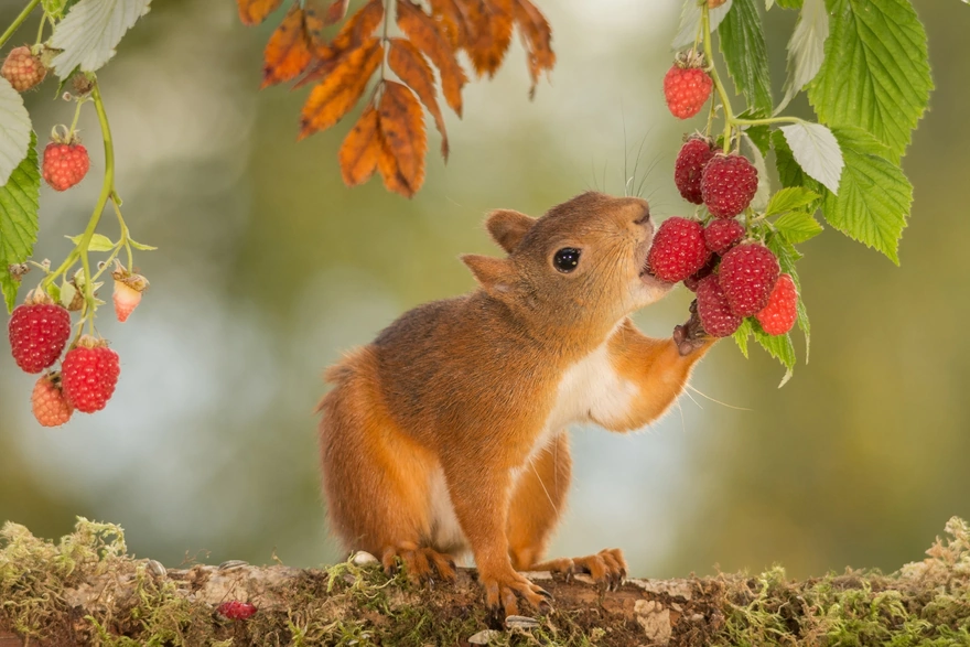 Squirrel tries a raspberries