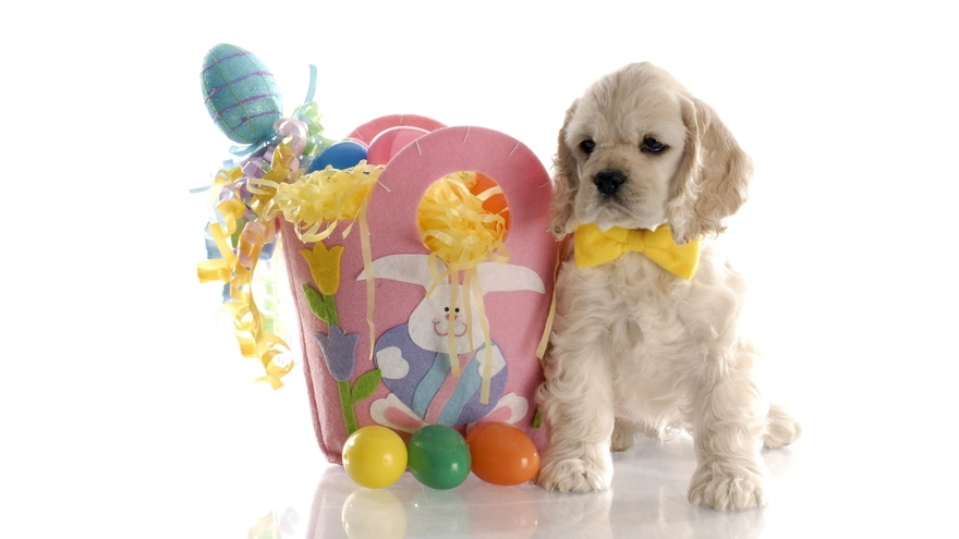 Белый щенок сидит возле пасхальной сумки с цветными яйцами
