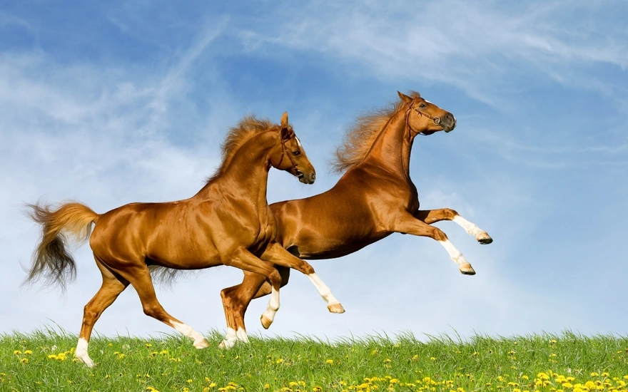 Пара прекрасных лошадей-скакунов