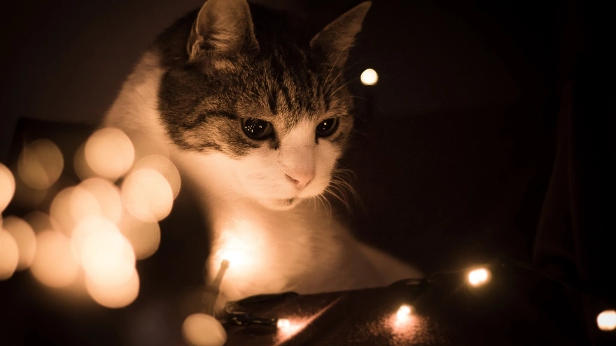 Кошка внимательно смотрит на огоньки гирлянды