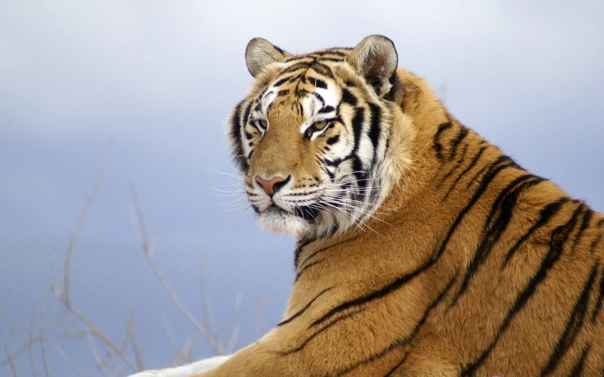 Амурский тигр - малочисленный подвид тигров
