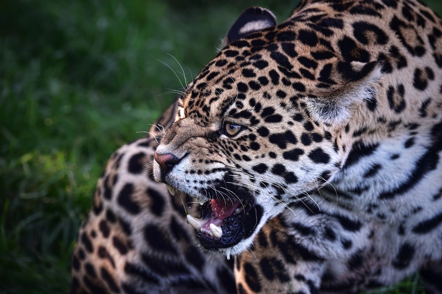 Красивая большая дикая кошка ягуар