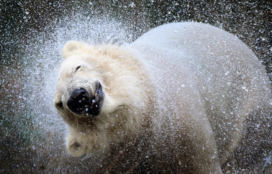 Белый медведь делает встряску после выхода из воды