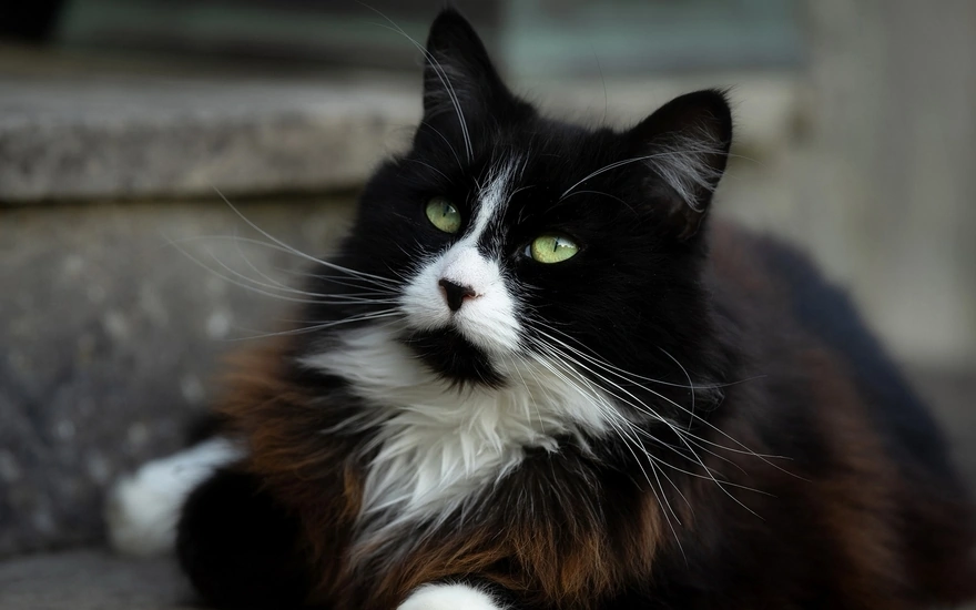 Long-haired cat with black and white face