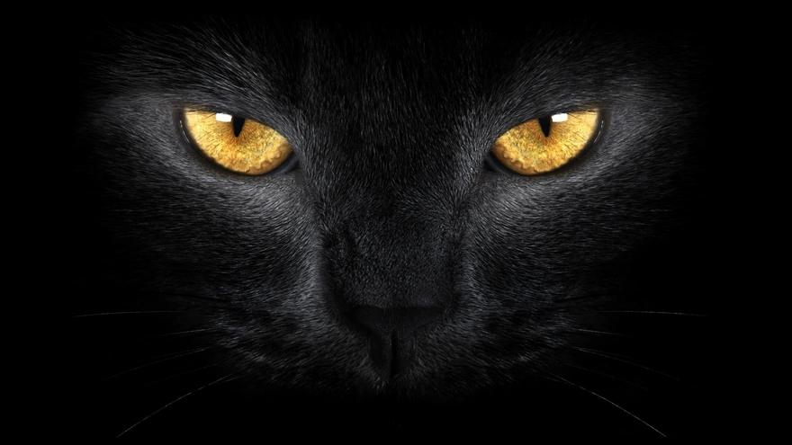 Лицо чёрной кошки