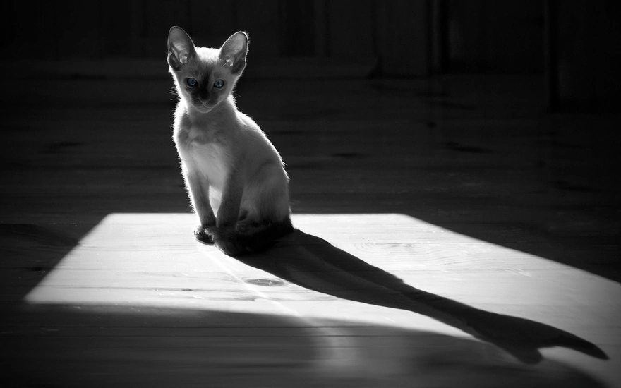 A cat and her shadow