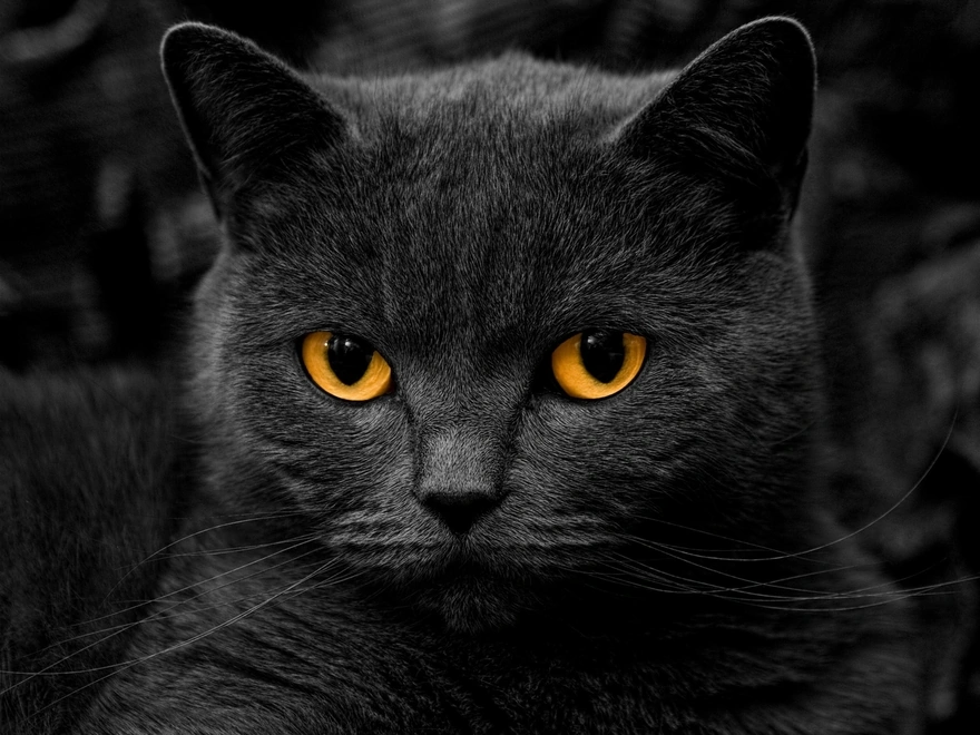 Жёлтые глаза чёрной кошки