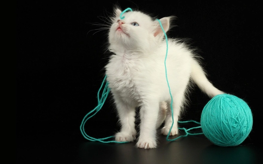 White kitten and a ball of string