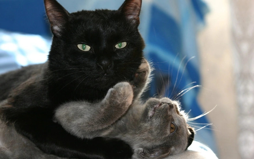 Чёрный кот повалил кошку на спину