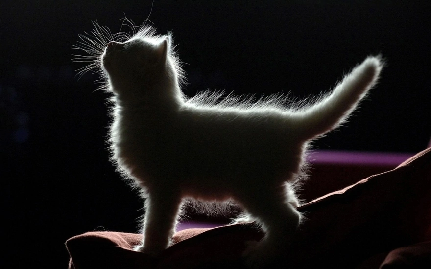 На силуэте пушистого котёнка в темноте видна белая шёрстка