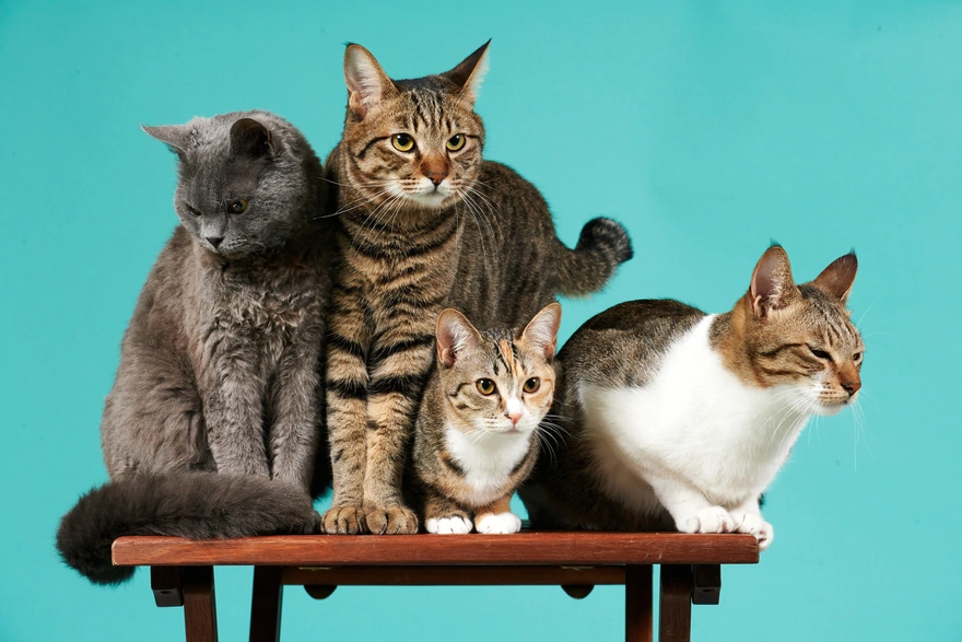 Четыре кошки на столе