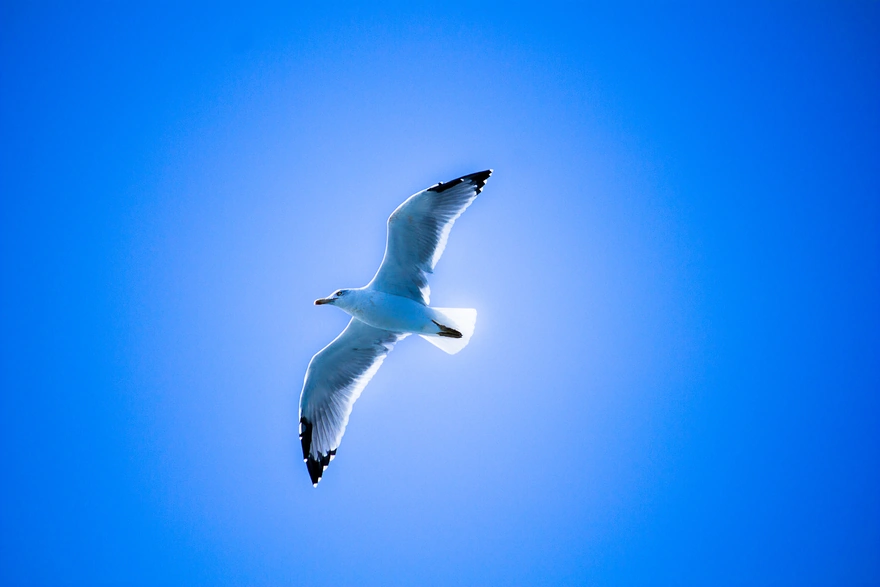 Seagull hovering in the sky