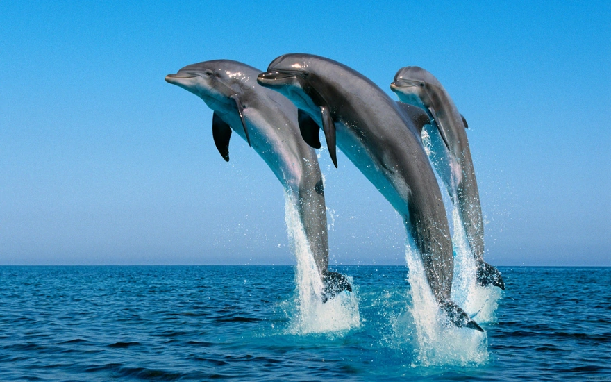 Удачный кадр с тремя дельфинами