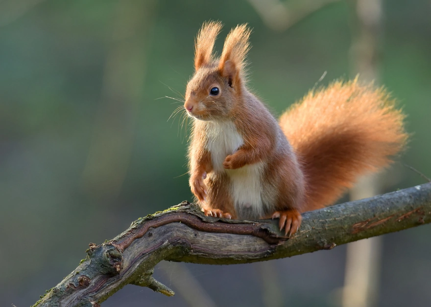 Furry squirrel sitting on a branch