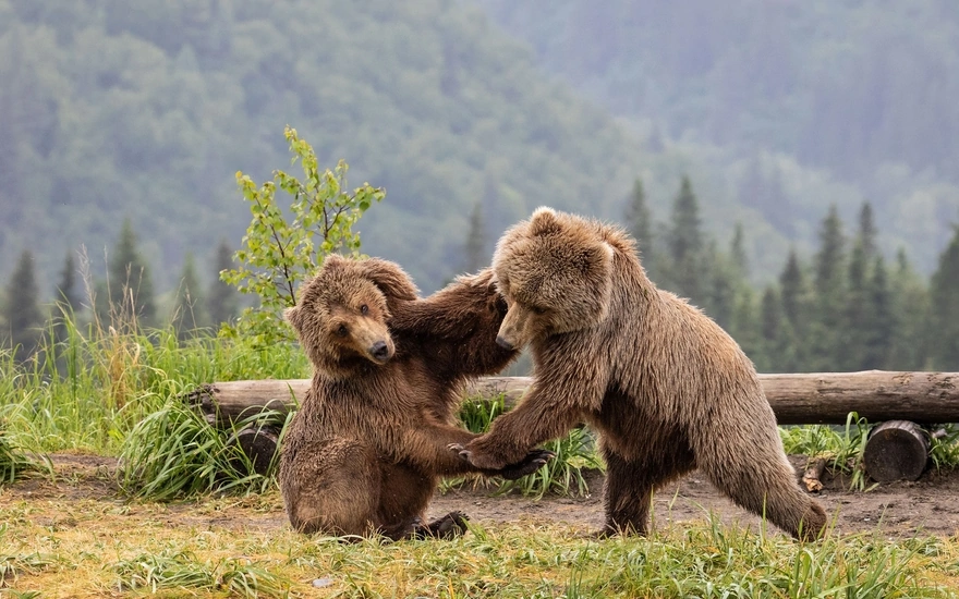 Двое бурых медведей дерутся в лесу