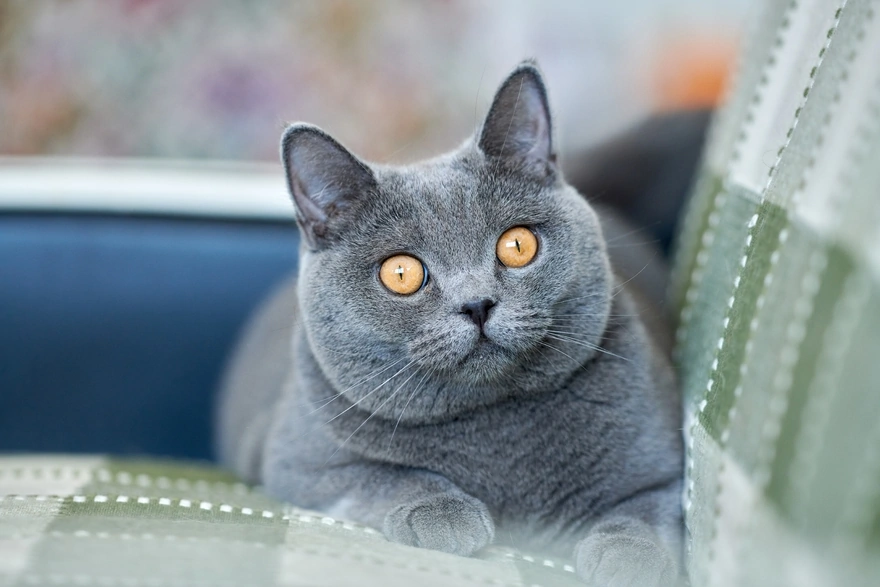 Британская короткошёрстная кошка сидит на диване выпучив глаза