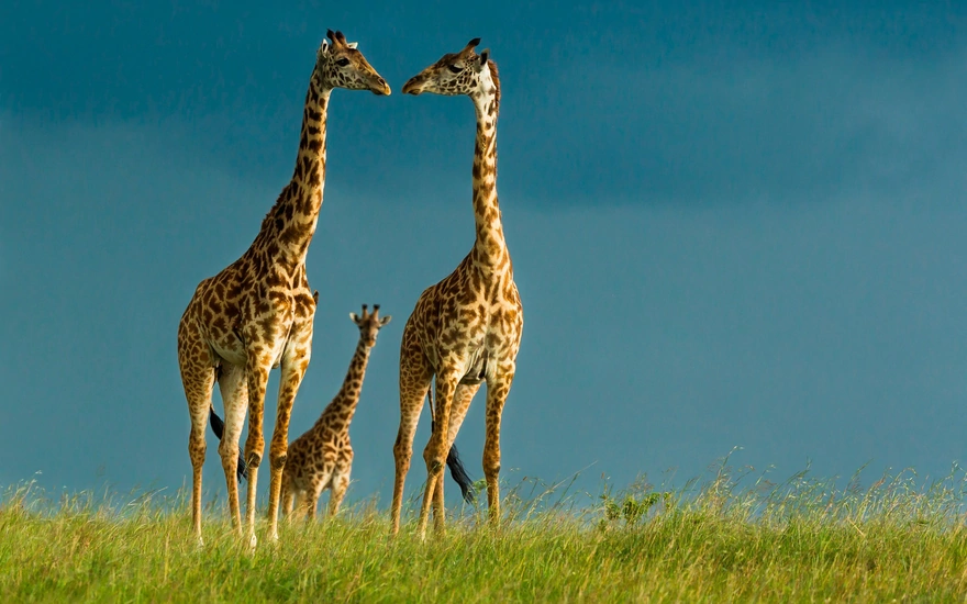 Three giraffe