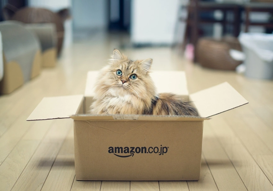 Очень красивая кошка сидит в коробке