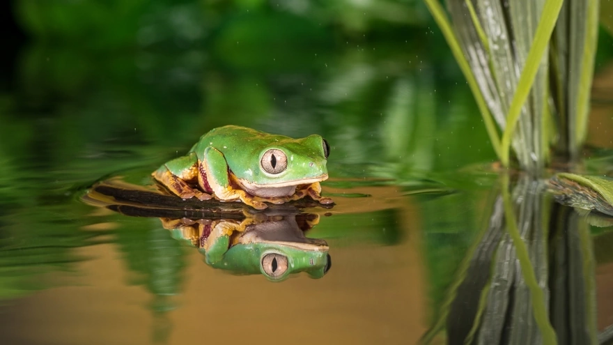 Tree frog sits on the surface of the water