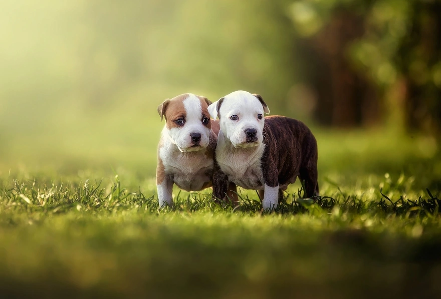 Два пёсика стоят на траве в парке