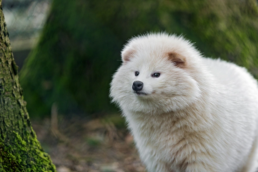 White and fluffy creature