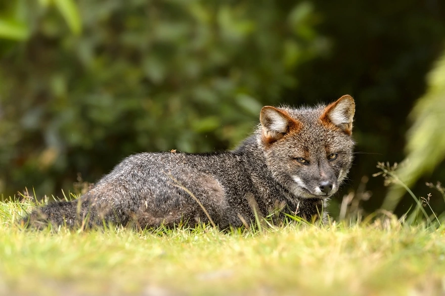 Darwin's Fox in the grass