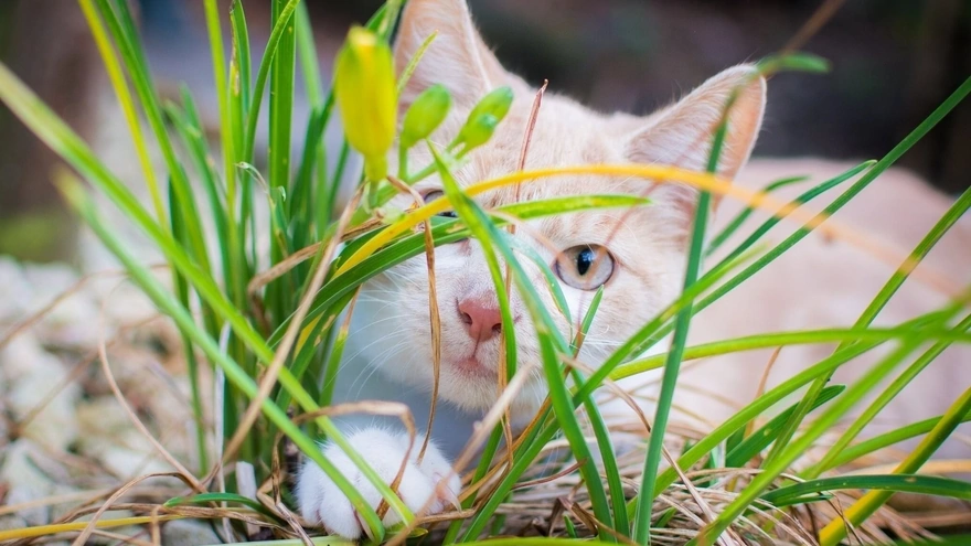 Белый кот выглядывает из-за травинок