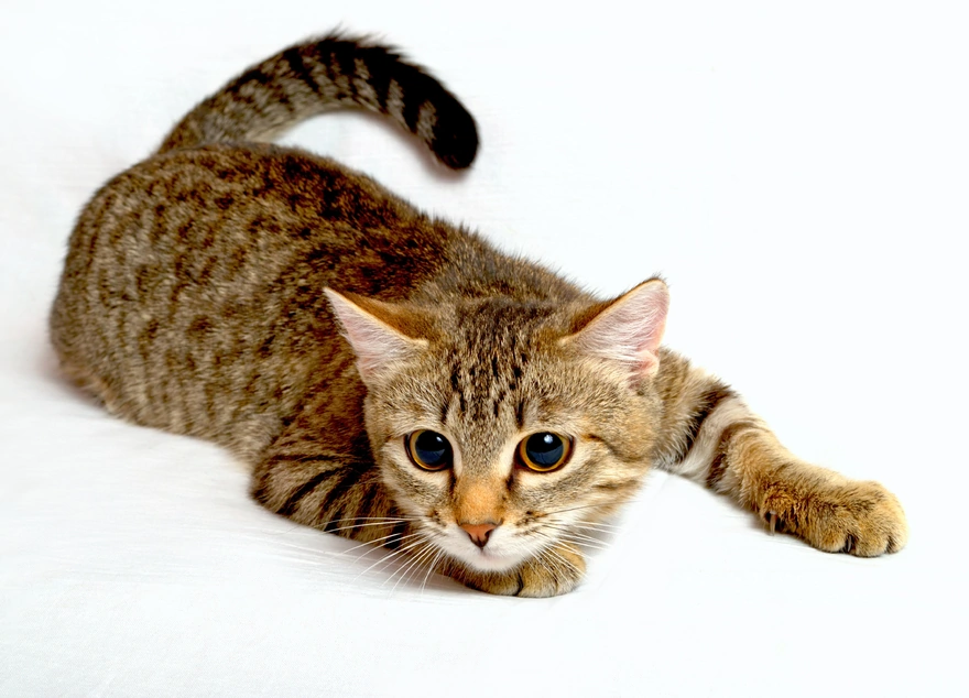 Image: Cat, muzzle, eyes, striped, white background