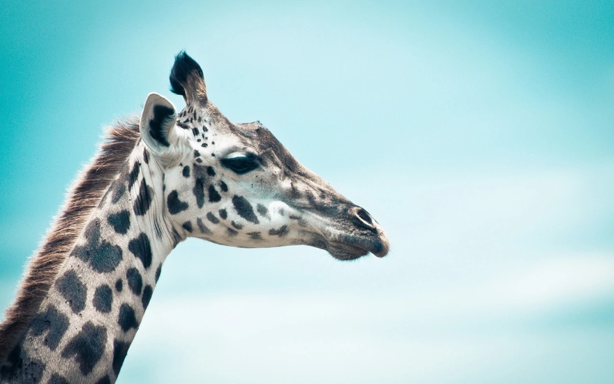 Image: Giraffe, head, neck, spots, eyes, profile, sky