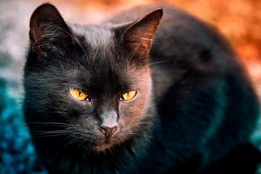 Чёрный кот с жёлтыми глазами