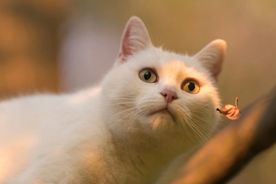 Белая кошка на размытом фоне