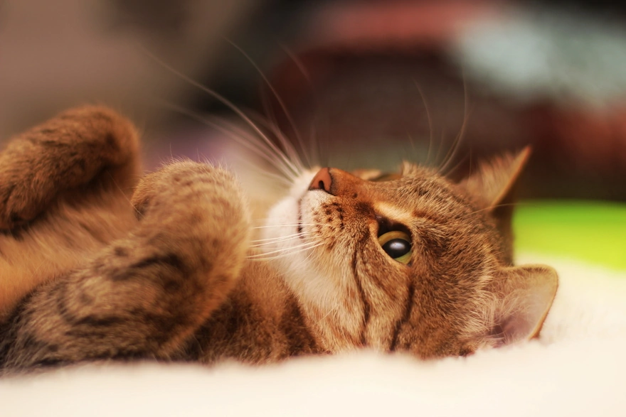 Cute cat lying on his back with bent paws