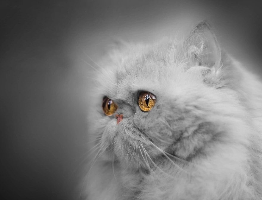 Image: Cat, white, eyes, look, muzzle