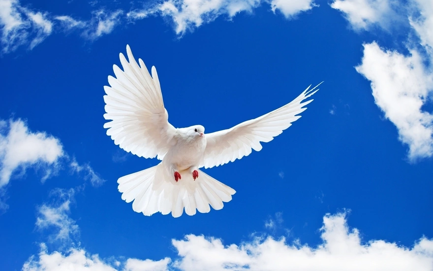 Белый голубь на фоне синего неба