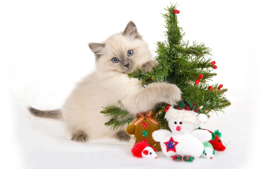 A blue-eyed kitten on a white background hugs a Christmas tree