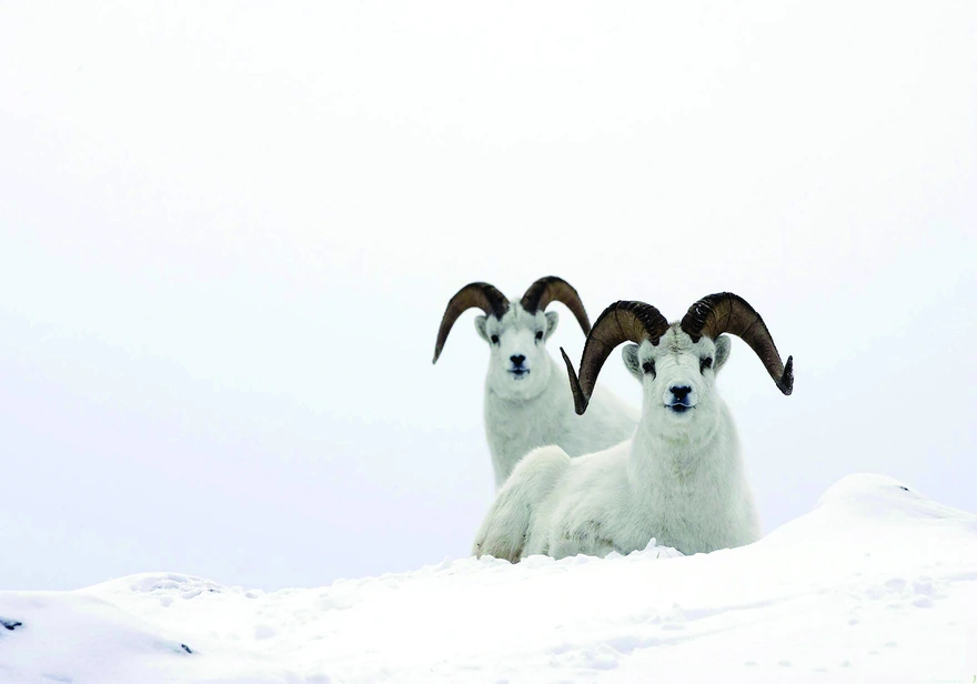 Mountain sheep sitting in the snow