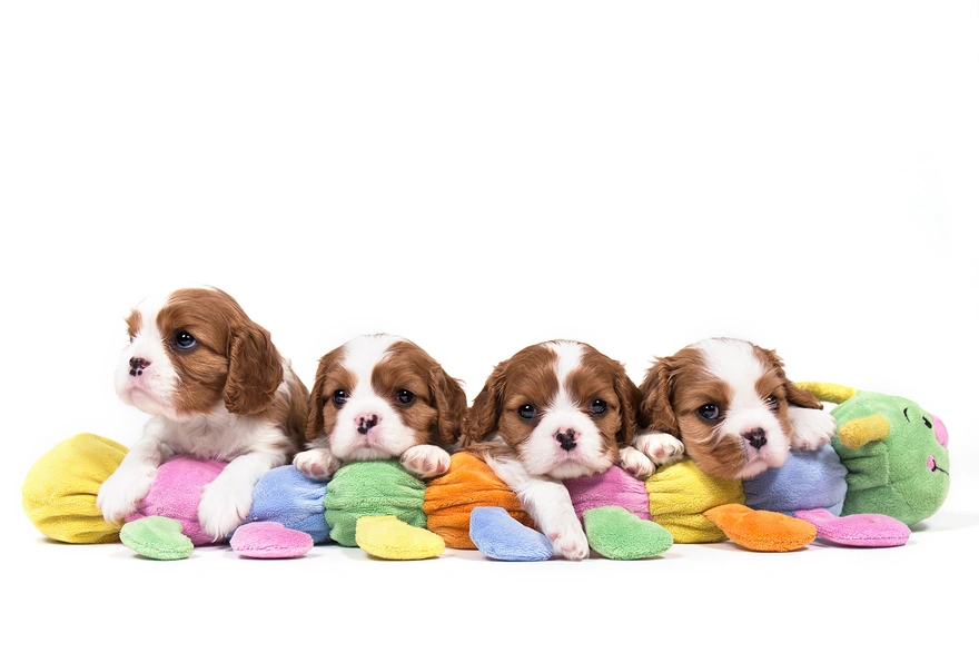 Четверо щенков лежат на игрушечной гусенице