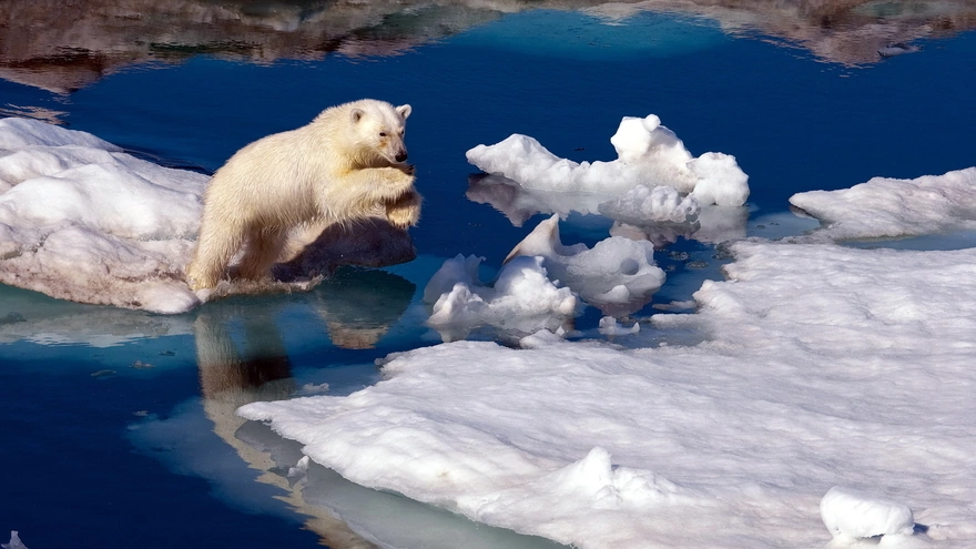 Белый медведь прыгает через воду