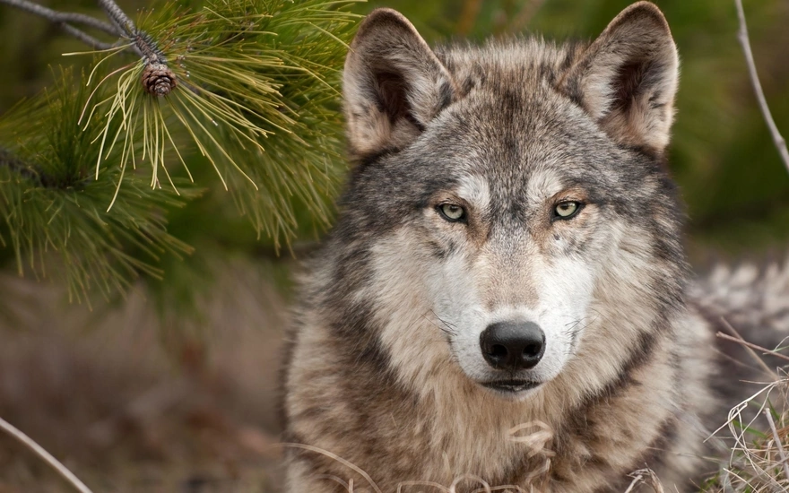 Пронзительный взгляд волка